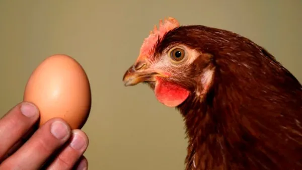 Как куры несут яйца, как оно формируется и куда курица их откладывает