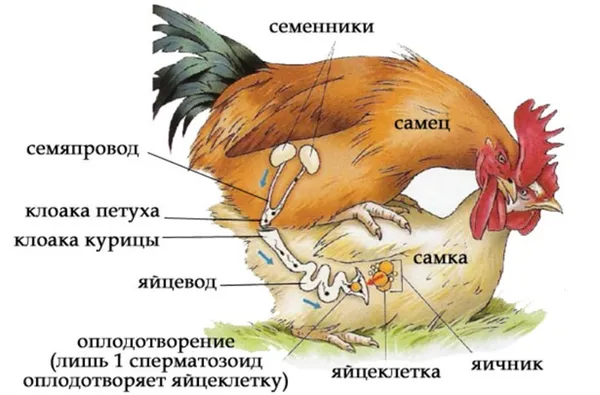 Оплодотворение петуха и курицы