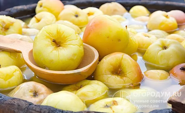 Самые вкусные квашеные яблочки получаются в дубовых бочках