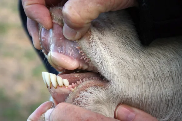 У молодых животных имеются все 32 зуба, без стертых резцов и трещин