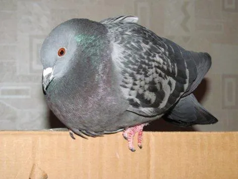 Серый голубь на картонной коробке