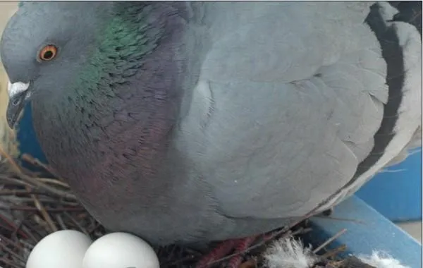 Серый голубь высиживает яйца