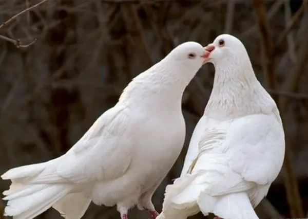 Белый голубь и голубка целуются