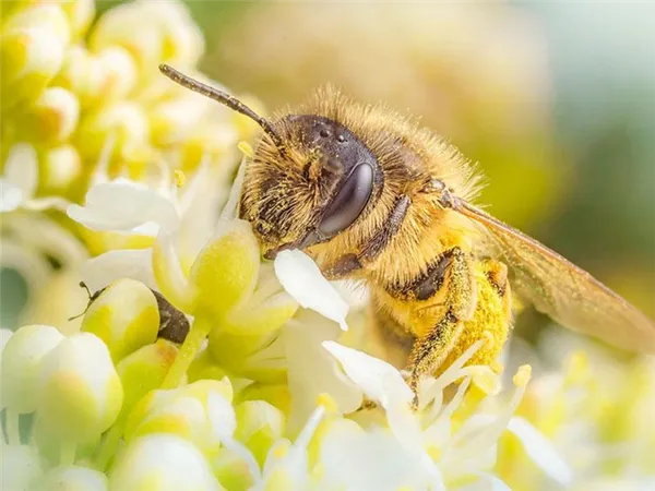 сбор пыльцы пчелами
