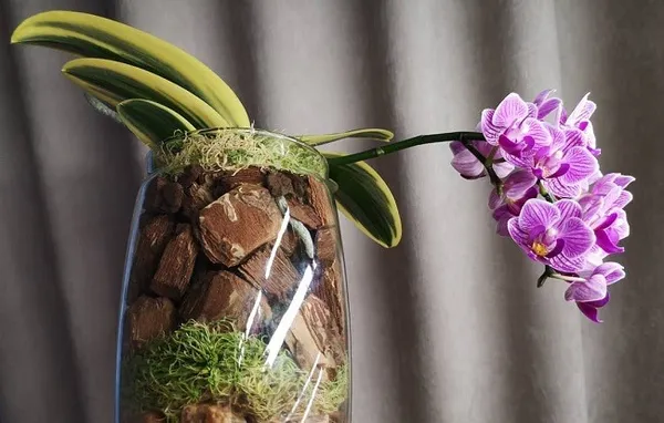 Орхидея в стекле