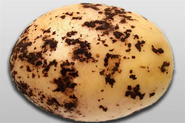 Парша черная на картофеле