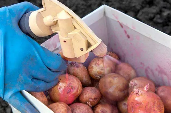 Обработка клубней картофеля против парши