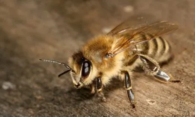фото пчела