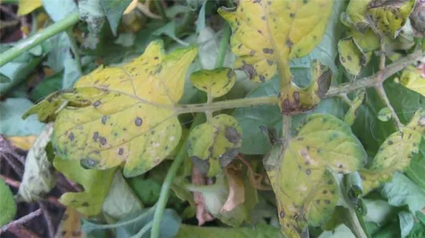 Что делать, если на листьях томатов появились желтые пятна: диагностируем причину и эффективно боремся с ней