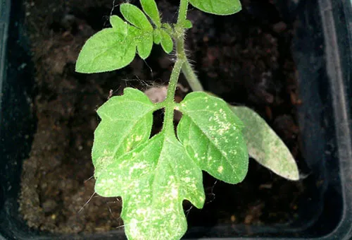Паутинный клещ на листе томата