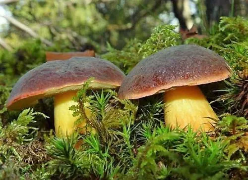 Польский гриб горчит. Польский гриб: особенности внешнего вида и ареал распространения