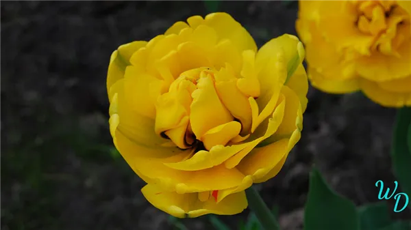Тюльпаны желтые в саду