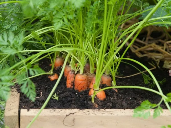 Плотная посадка моркови