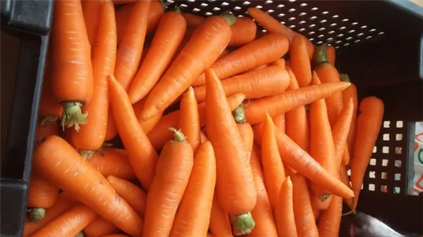 Что делать, если морковь не сладкая и не сочная и почему так происходит