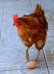 Сколько курица несет яиц в день