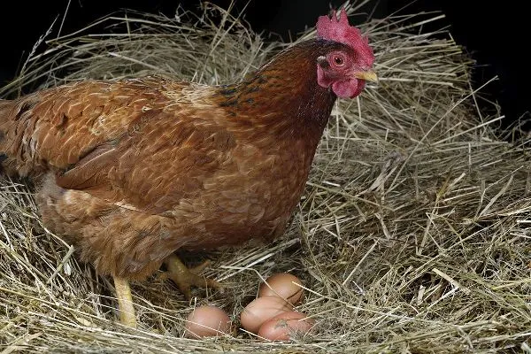 Сколько курица несет яиц в неделю
