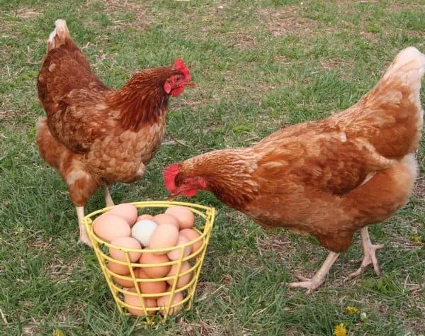 Куры и яйца