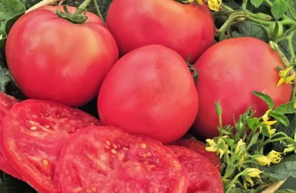 Плоды томата Розовый гигант