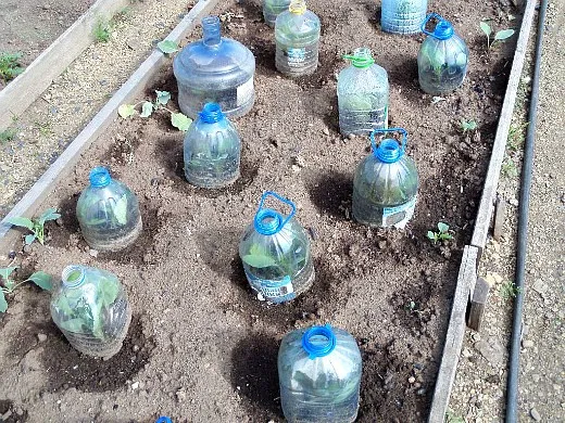 выращивание рассады капусты в парнике - пересадка под емкости на грядки