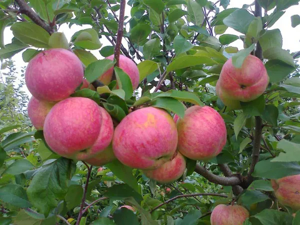 Живая (справа) и замёрзшая ветки яблони