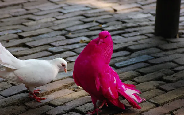 Особи с кричащим розовым оперением совершенно не похожи на настоящих розовых голубей