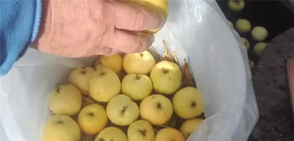 выкладываем яблоки