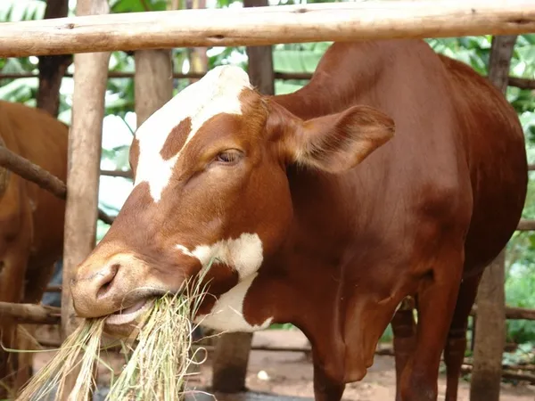 Плохое питание и недокорм одна из самых популярных причин бесплодия у коров