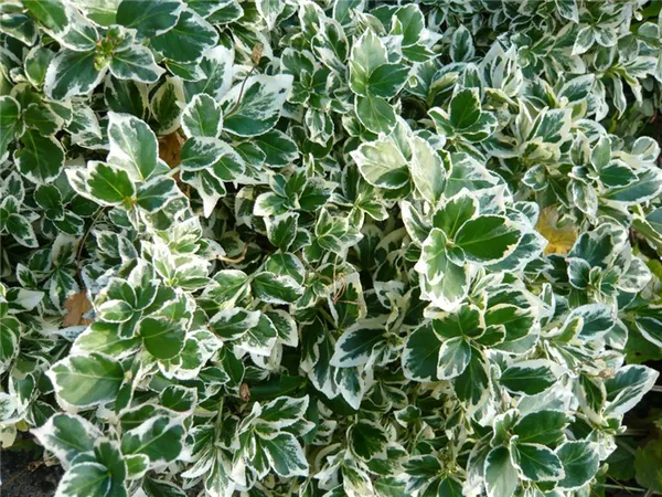 Разновидность бересклета с зелеными листьям и белой каймой