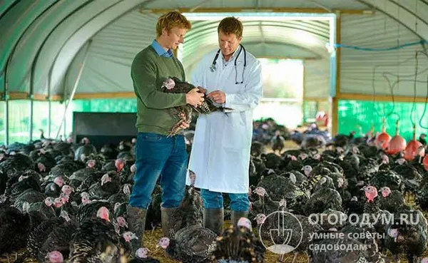 В фермерских хозяйствах ветеринарный осмотр поголовья необходимо проводить регулярно