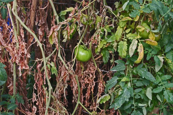 Боремся с вредителями легко и эффективно- чем обработать червивые помидоры, чтобы спасти свой урожай