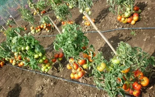 Почему помидоры кишат глистами: кто вредитель, что делать