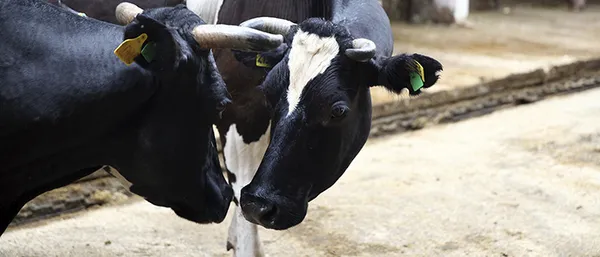 Как избавиться от бородавок у коров 
