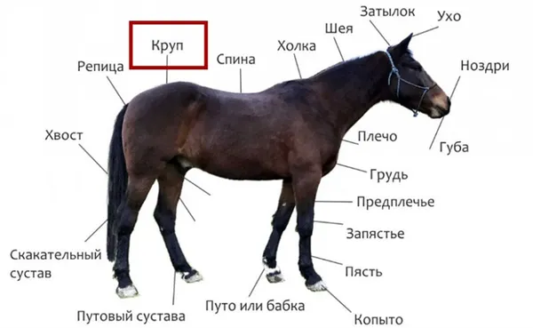 Органы лошади