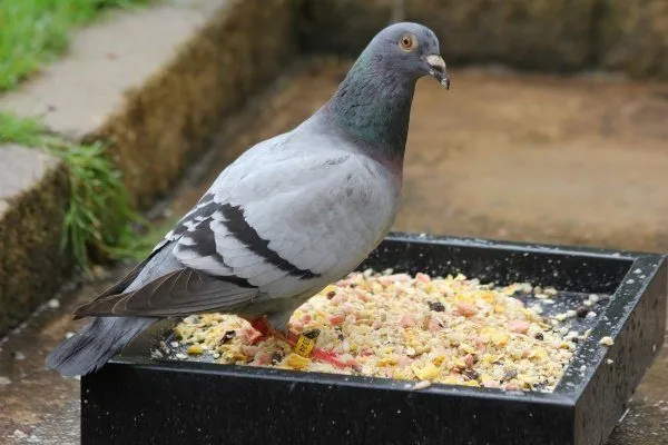 Чем кормить голубя? А вы знали что ХЛЕБ нельзя?