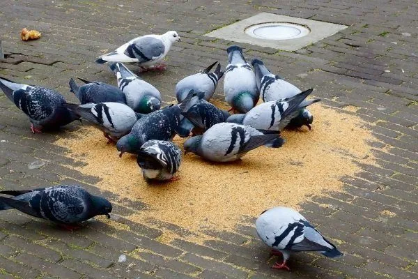 Уличные голуби едят