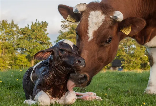 лечить эндометрит у коровы