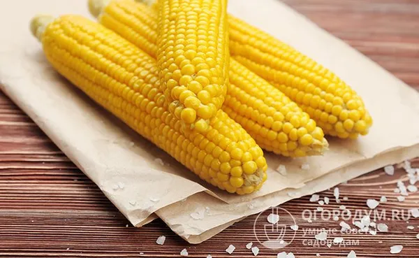 Самая вкусная и сочная – это свежеприготовленная, еще горячая кукуруза