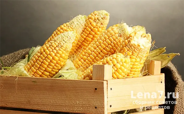 Правильное хранение кукурузы в домашних условиях