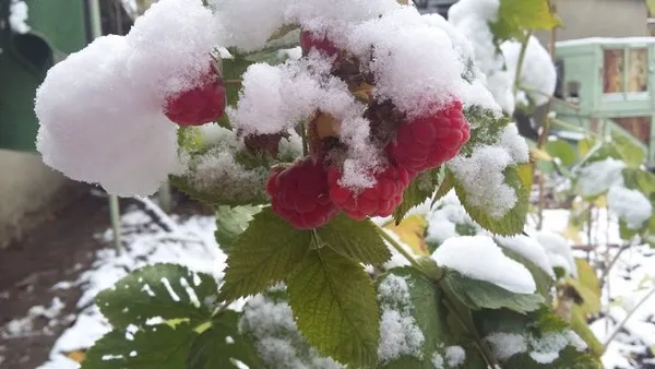 Ремонтантная малина под снегом