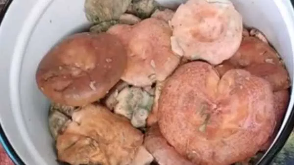 Как и сколько варить грибы рыжики