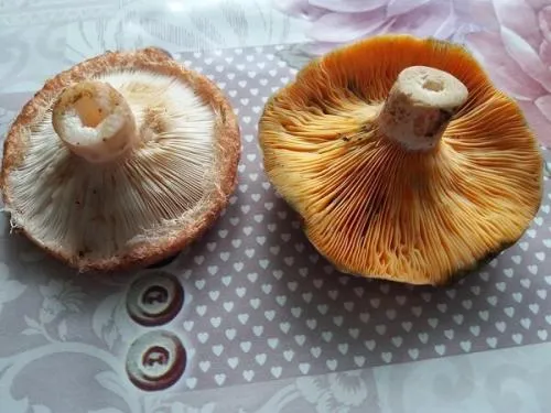 Сколько варить грибы рыжики и как их правильно готовить. Грибы рыжики – где растут и как выглядят (фото)