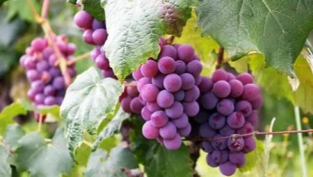 Как ухаживать за виноградом осенью?