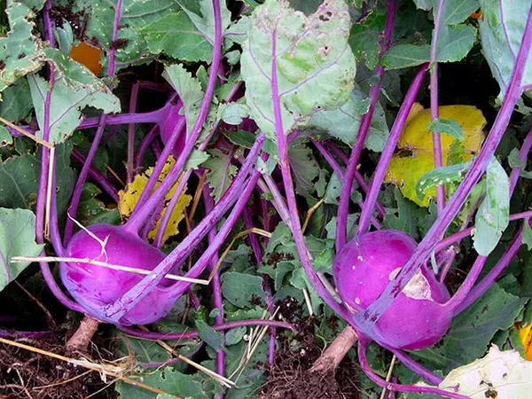 Как правильно выращивать кольраби