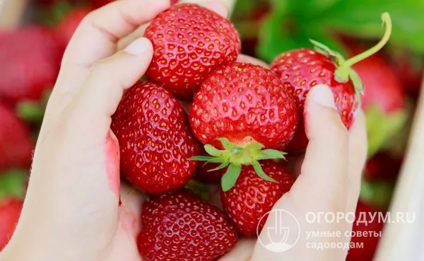 Клубника «Вима Занта» (на фото) имеет правильную округлую форму и отличается выровненностью ягод по размеру и цвету