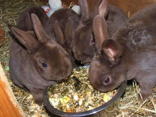 Когда крольчата самостоятельно едят все корма, их отсаживают