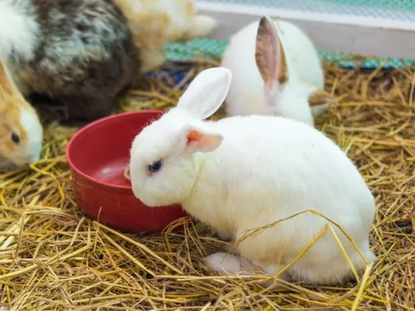 Как кормить маленьких крольчат
