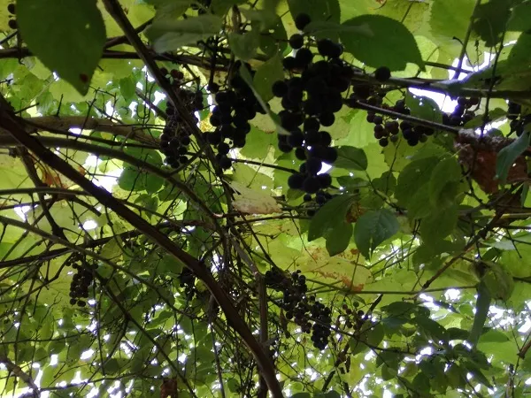 Как определить спелость винограда на кусте