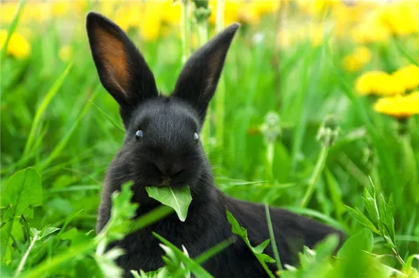 Кролик в травке