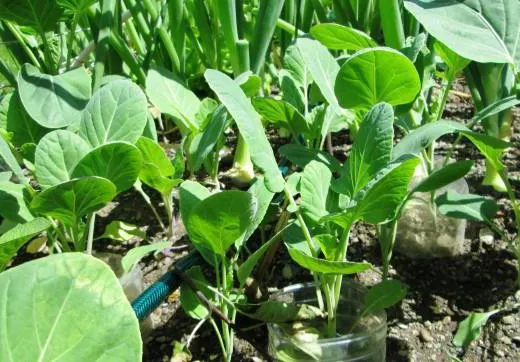 выращивание кормовой капусты