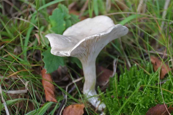 Говорушка беловатая относится к категории ядовитых луговых грибов